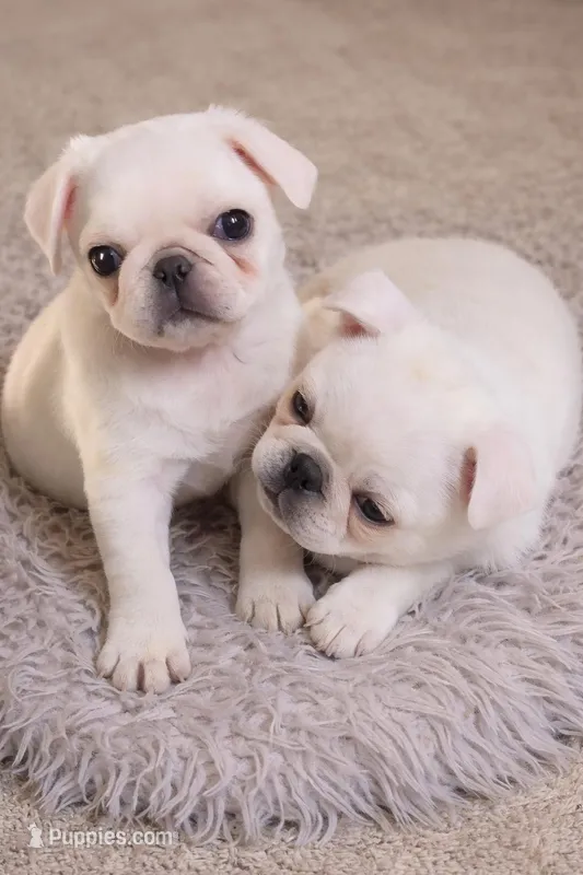 Snowball – Pug puppy for sale in Grand Rapids, MN