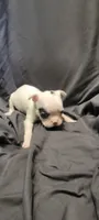 Spirit, a male Boston Terrier for sale in Grand Rapids, MN – 3 of 5