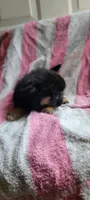 Timid timmy, a male Pomchi for sale in Grand Rapids, MN – 3 of 4