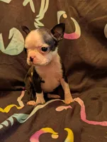 Lil B, a female Boston Terrier for sale in Grand Rapids, MN – 8 of 10