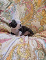 Lil B, a female Boston Terrier for sale in Grand Rapids, MN – 10 of 10