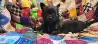 Cliff, a male Chihuahua for sale in Grand Rapids, MN – 3 of 7