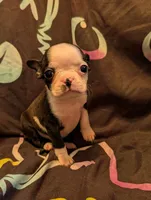 Lil B, a female Boston Terrier for sale in Grand Rapids, MN – 9 of 10