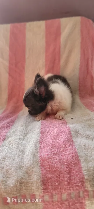 Lil Munchin – Chihuahua puppy for sale in Grand Rapids, MN