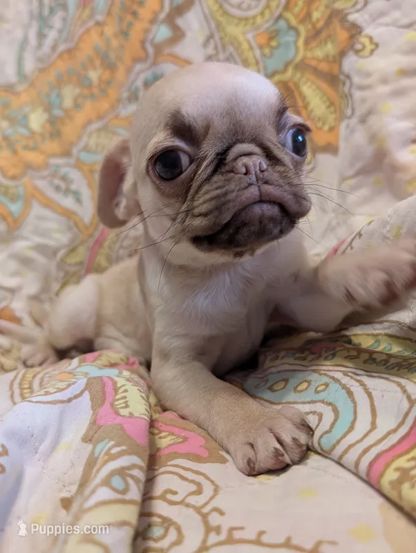 Honey – Pug puppy for sale in Grand Rapids, MN