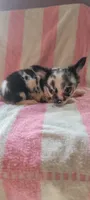 Jabberwacky, a male Chihuahua for sale in Grand Rapids, MN – 4 of 5