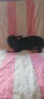 Robert, a male Chihuahua for sale in Grand Rapids, MN – 3 of 4