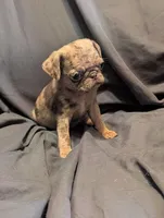 Hershey, a female Pug for sale in Grand Rapids, MN – 2 of 4
