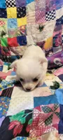 Snowball, a female Chihuahua for sale in Grand Rapids, MN – 5 of 7