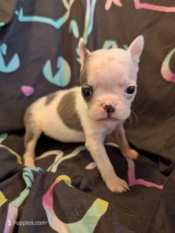Duke – Boston Terrier puppy for sale in Grand Rapids, MN