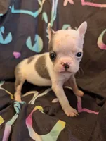 Duke, a male Boston Terrier for sale in Grand Rapids, MN – 2 of 7