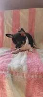 Hatter, a male Chihuahua for sale in Grand Rapids, MN – 3 of 3
