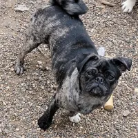 Abu, a female Pug for sale in Grand Rapids, MN – Photo 1 of 2