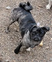 Abu, a female Pug for sale in Grand Rapids, MN – Photo 1 of 2