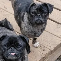 Abu, a female Pug for sale in Grand Rapids, MN – Photo 2 of 2