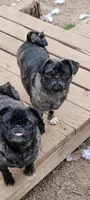 Abu, a female Pug for sale in Grand Rapids, MN – Photo 2 of 2