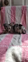 Alice, a female Chihuahua for sale in Grand Rapids, MN – 4 of 5