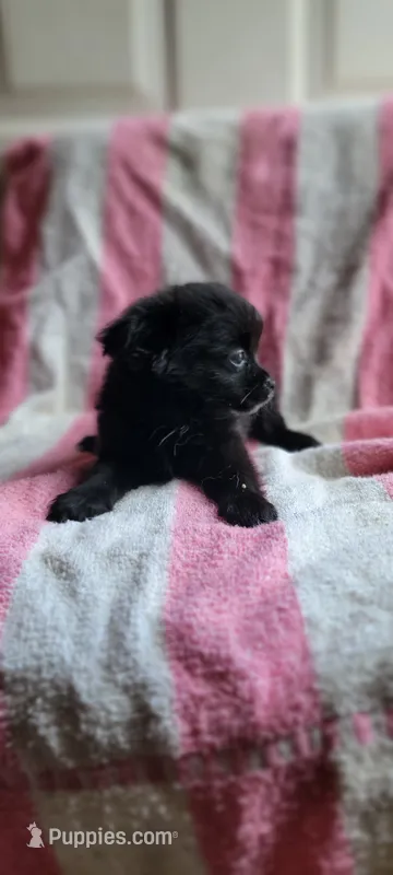 Mittens – Pomchi puppy for sale in Grand Rapids, MN