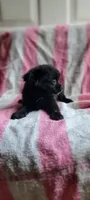 Mittens, a female Pomchi for sale in Grand Rapids, MN – 1 of 5