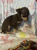 Tammy, a female Chihuahua for sale in Grand Rapids, MN – Photo 2 of 2