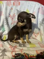 Tammy, a female Chihuahua for sale in Grand Rapids, MN – Photo 1 of 2