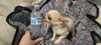 Tiny Barry, a male Chihuahua for sale in Grand Rapids, MN – Photo 2 of 5