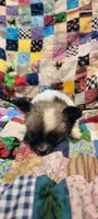 Puff, a male Chihuahua for sale in Grand Rapids, MN – 8 of 8