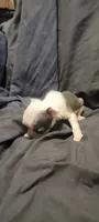 Blake, a male Boston Terrier for sale in Grand Rapids, MN – 3 of 3