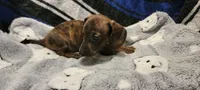 Snake dog, a male Miniature Dachshund for sale in Grand Rapids, MN – 3 of 5