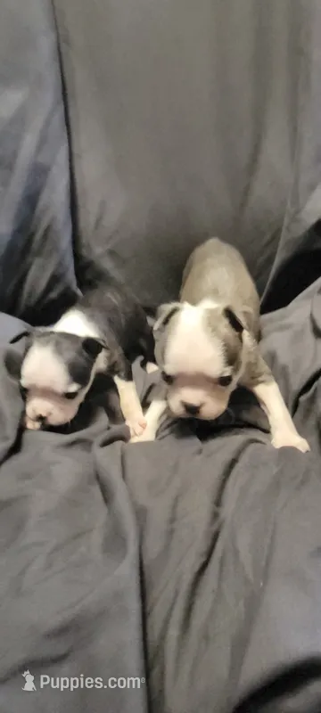 Mismatch  – Boston Terrier puppy for sale in Grand Rapids, MN