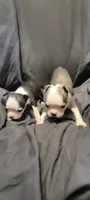 Mismatch , a female Boston Terrier for sale in Grand Rapids, MN – 1 of 7