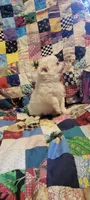 Snowball, a female Chihuahua for sale in Grand Rapids, MN – 7 of 7