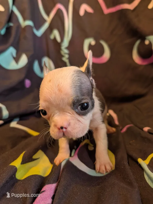 Blake – Boston Terrier puppy for sale in Grand Rapids, MN