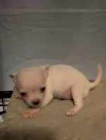 Snowball, a male Chihuahua for sale in Grand Rapids, MN – 3 of 4
