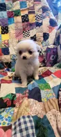 Snowball, a female Chihuahua for sale in Grand Rapids, MN – 3 of 7