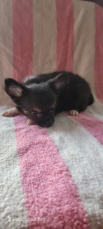 Franklin – Chihuahua puppy for sale in Grand Rapids, MN