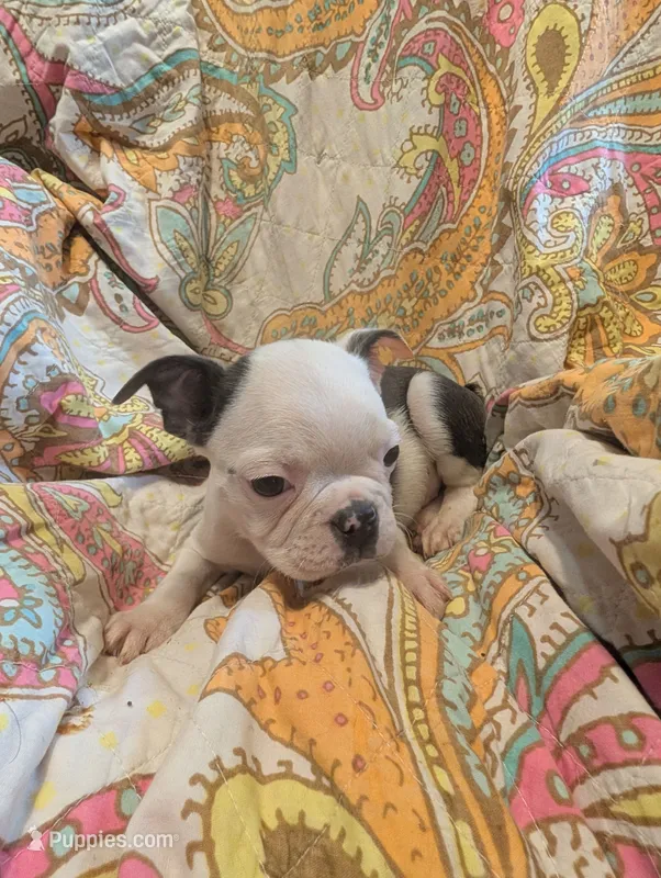 Roger – Boston Terrier puppy for sale in Grand Rapids, MN