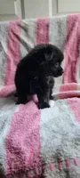 Mittens, a female Pomchi for sale in Grand Rapids, MN – 4 of 5