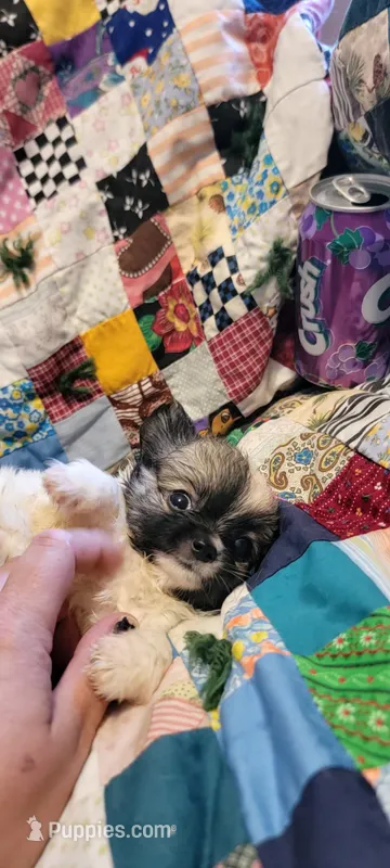 Puff – Chihuahua puppy for sale in Grand Rapids, MN