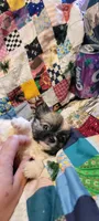 Puff, a male Chihuahua for sale in Grand Rapids, MN – 1 of 8