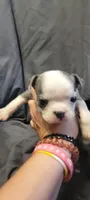 Mismatch , a female Boston Terrier for sale in Grand Rapids, MN – 5 of 7