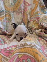 Roger, a male Boston Terrier for sale in Grand Rapids, MN – 9 of 9