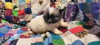 Puff, a male Chihuahua for sale in Grand Rapids, MN – 2 of 8