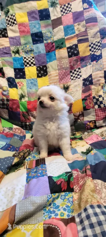 Snowball – Chihuahua puppy for sale in Grand Rapids, MN