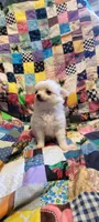 Snowball, a female Chihuahua for sale in Grand Rapids, MN – 1 of 7