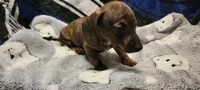 Snake dog, a male Miniature Dachshund for sale in Grand Rapids, MN – 4 of 5