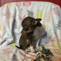 Betty, a female Chihuahua for sale in Grand Rapids, MN – Photo 2 of 3