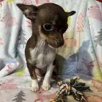 Betty, a female Chihuahua for sale in Grand Rapids, MN – Photo 1 of 3