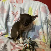 Betty, a female Chihuahua for sale in Grand Rapids, MN – Photo 3 of 3