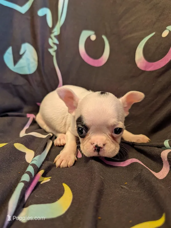 Spirit – Boston Terrier puppy for sale in Grand Rapids, MN
